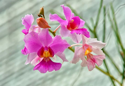 DNA of S’pore’s national flower mapped for the first time, revealing an anti-ageing compound in orchid